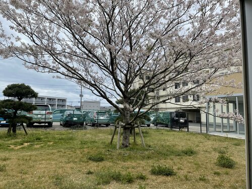 202404食堂横の桜.jpg